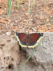 Nymphalis antiopa