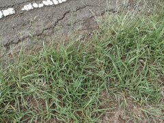 Eragrostis tenuifolia