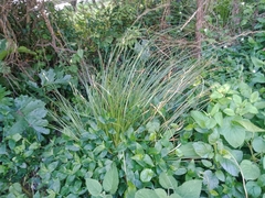 Carex virgata