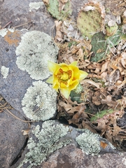 Opuntia