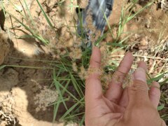 Melinis repens
