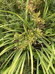 Hemerocallis minor