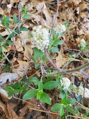 Ceanothus fendleri