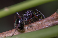 Polyrhachis australis
