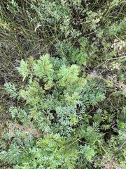 Pulsatilla turczaninovii