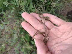 Desmodium tortuosum
