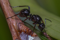 Polyrhachis australis