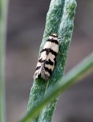 Philobota impletella