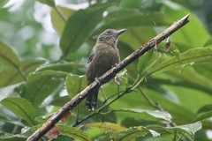 Thamnophilus atrinucha