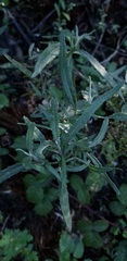 Senecio minimus