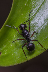 Polyrhachis australis