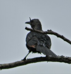 Onychognathus morio morio