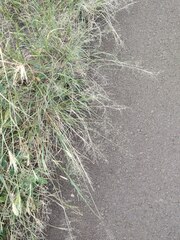 Eragrostis tenuifolia