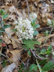 Ceanothus fendleri