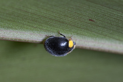 Apolinus lividigaster