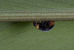 Apolinus lividigaster