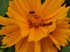 Coreopsis grandiflora