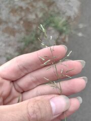 Eragrostis barrelieri
