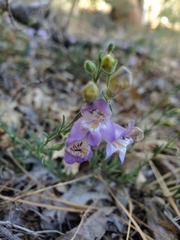 Penstemon