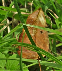 Hypopyra capensis