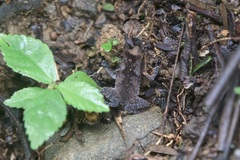 Rhinella alata