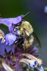 Anthophora bomboides