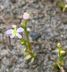 Stylidium despectum