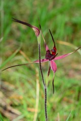 Caladenia formosa