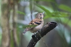 Hylophylax naevioides