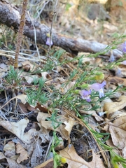 Penstemon
