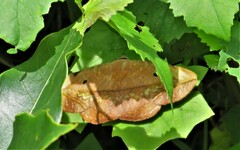 Hypopyra capensis