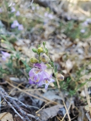 Penstemon