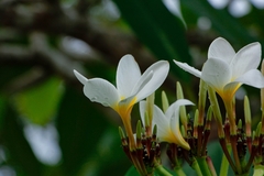 Plumeria