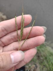 Bothriochloa pertusa