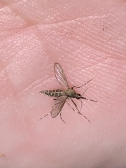 Aedes sollicitans