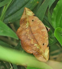 Hypopyra capensis