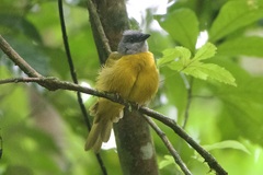 Eucometis penicillata