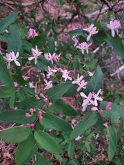 Lonicera tatarica