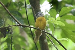 Eucometis penicillata