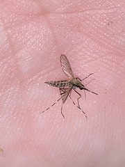 Aedes sollicitans