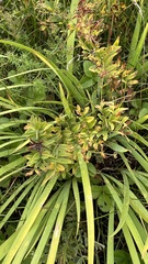 Hemerocallis minor