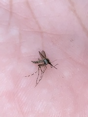 Aedes sollicitans