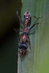 Myrmecia nigrocincta