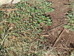 Alternanthera pungens