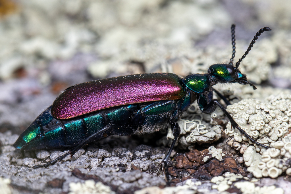 Nuttall's blister beetle