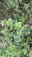 Pulsatilla turczaninovii