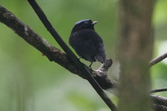 Lepidothrix velutina