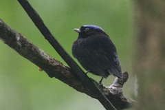 Lepidothrix velutina