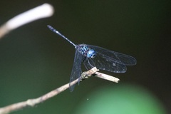 Dythemis nigra