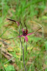 Caladenia formosa